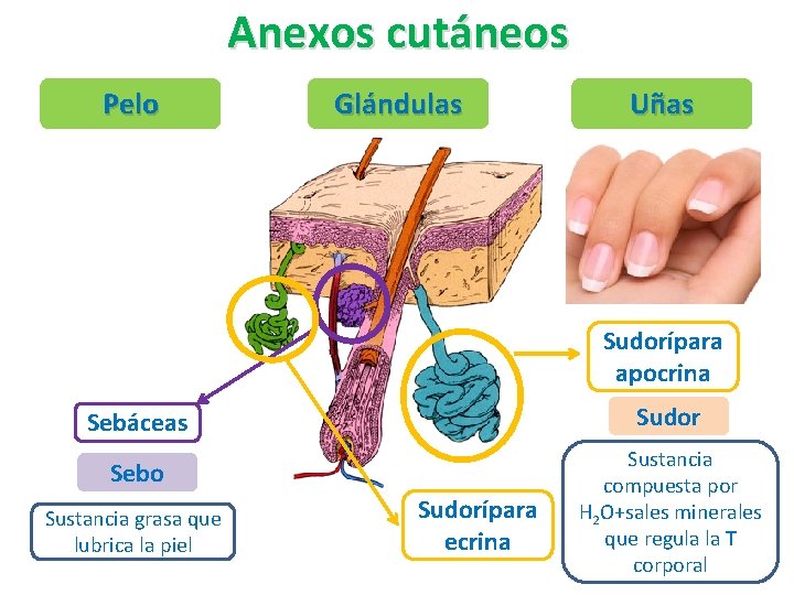 Anexos cutáneos Pelo Glándulas Uñas Sudorípara apocrina Sebáceas Sudor Sebo Sustancia compuesta por H