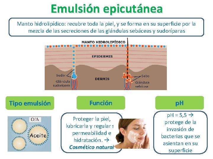 Emulsión epicutánea Manto hidrolipídico: recubre toda la piel, y se forma en su superficie