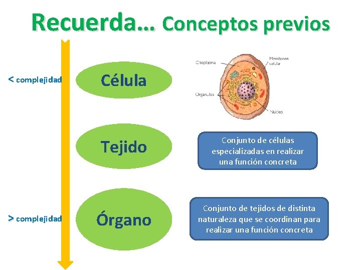 Recuerda… Conceptos previos < complejidad Célula Tejido > complejidad Órgano Conjunto de células especializadas
