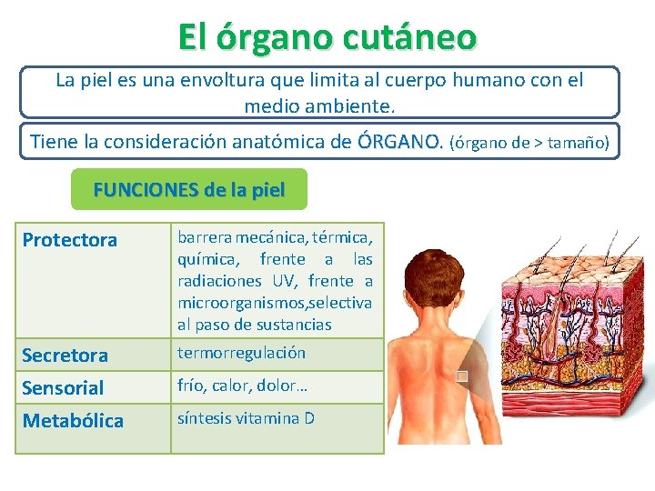 El órgano cutáneo La piel es una envoltura que limita al cuerpo humano con