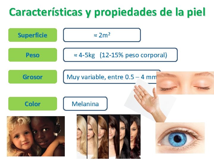 Características y propiedades de la piel Superficie Peso Grosor Color ≈ 2 m 2