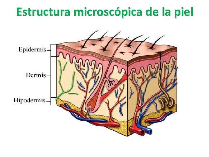 Estructura microscópica de la piel 