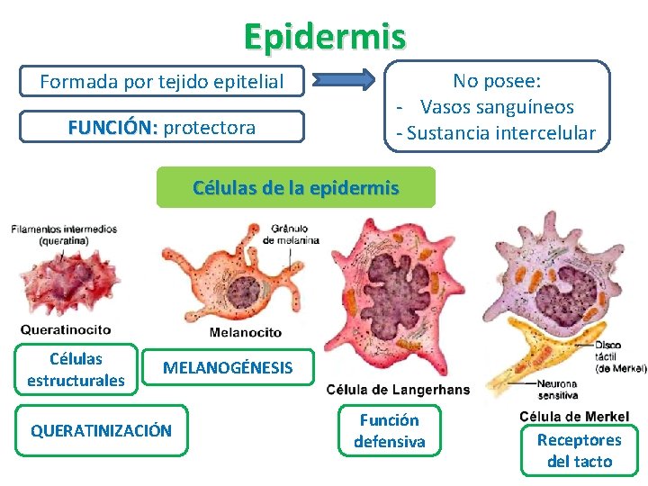 Epidermis Formada por tejido epitelial FUNCIÓN: protectora No posee: - Vasos sanguíneos - Sustancia