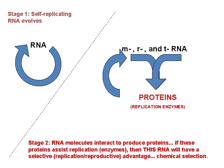 Stage 1: Self-replicating RNA evolves RNA m- , r- , and t- RNA PROTEINS