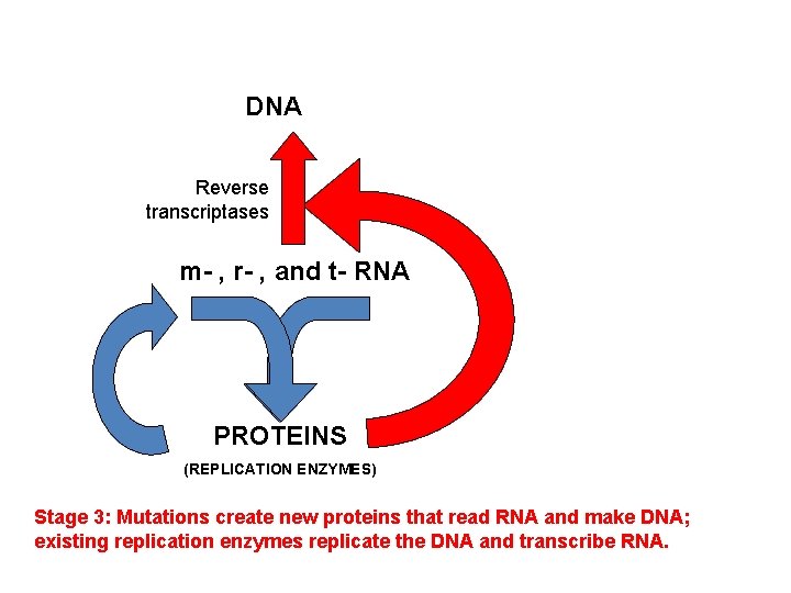 DNA Reverse transcriptases m- , r- , and t- RNA PROTEINS (REPLICATION ENZYMES) Stage