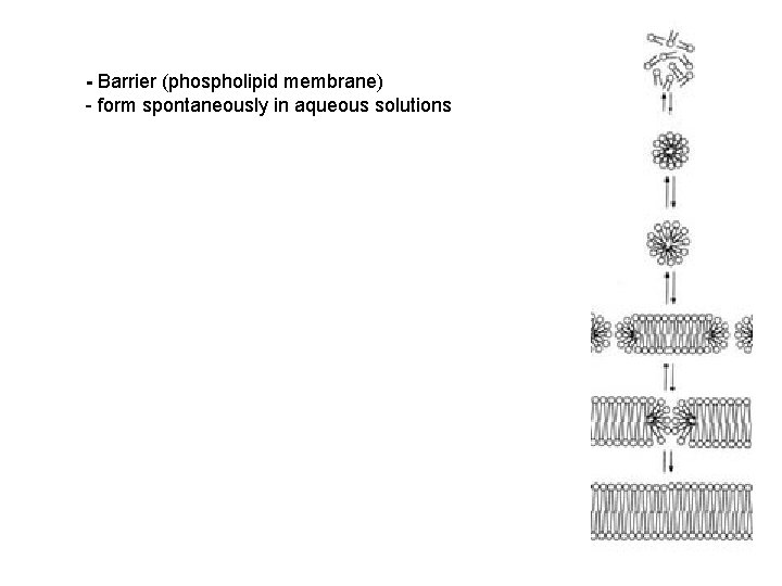 - Barrier (phospholipid membrane) - form spontaneously in aqueous solutions 