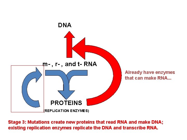 DNA m- , r- , and t- RNA Already have enzymes that can make