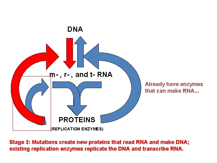 DNA m- , r- , and t- RNA Already have enzymes that can make