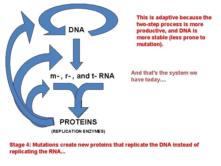 DNA m- , r- , and t- RNA This is adaptive because the two-step