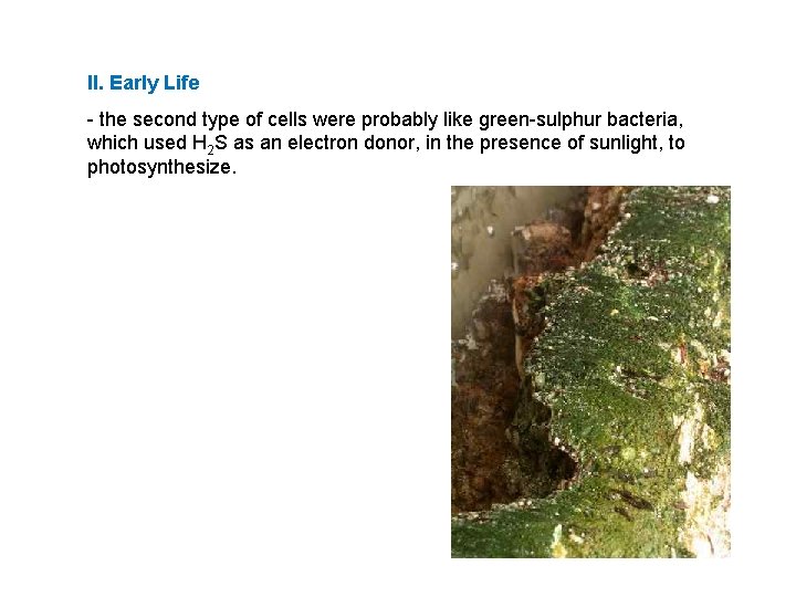 II. Early Life - the second type of cells were probably like green-sulphur bacteria,