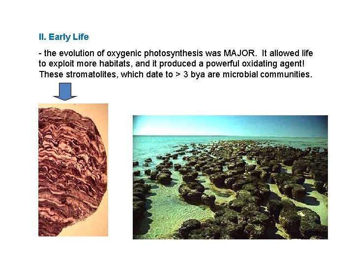 II. Early Life - the evolution of oxygenic photosynthesis was MAJOR. It allowed life