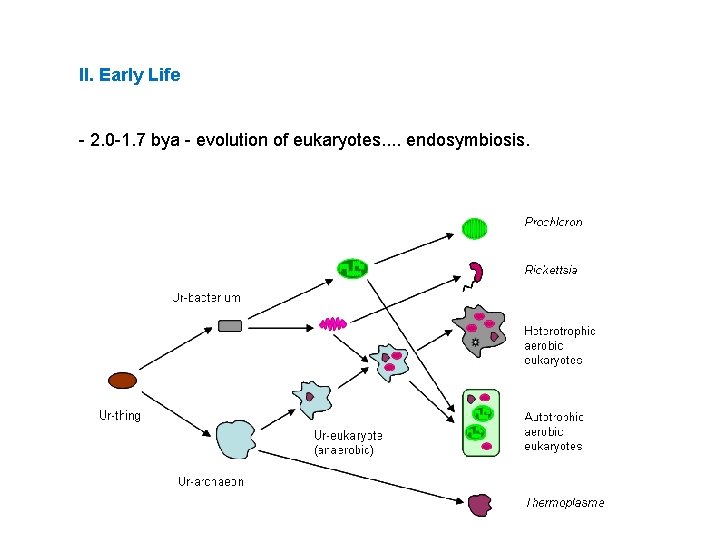 II. Early Life - 2. 0 -1. 7 bya - evolution of eukaryotes. .