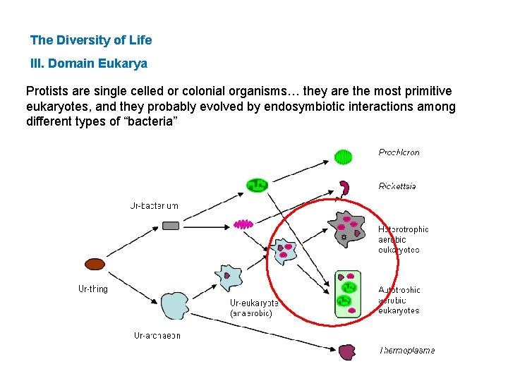 The Diversity of Life III. Domain Eukarya Protists are single celled or colonial organisms…