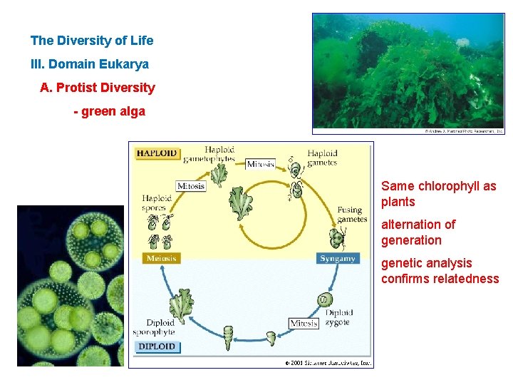 The Diversity of Life III. Domain Eukarya A. Protist Diversity - green alga Same