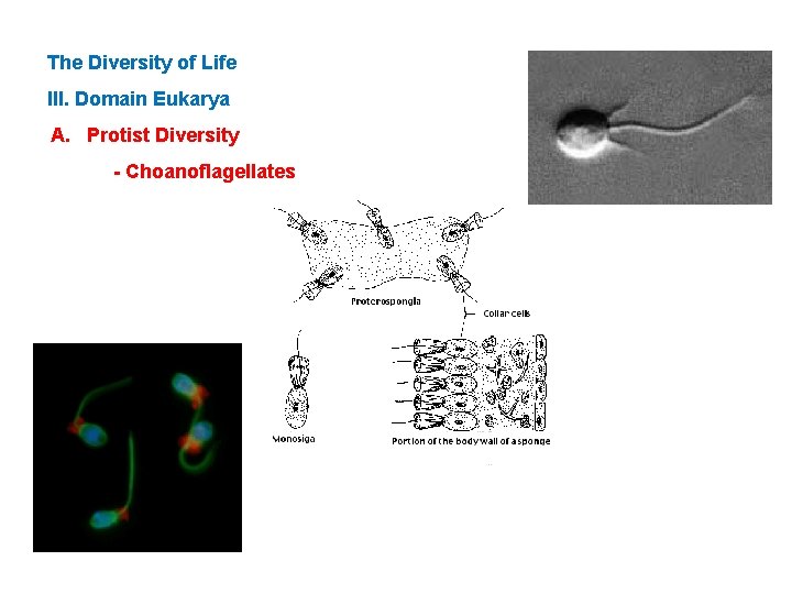 The Diversity of Life III. Domain Eukarya A. Protist Diversity - Choanoflagellates 
