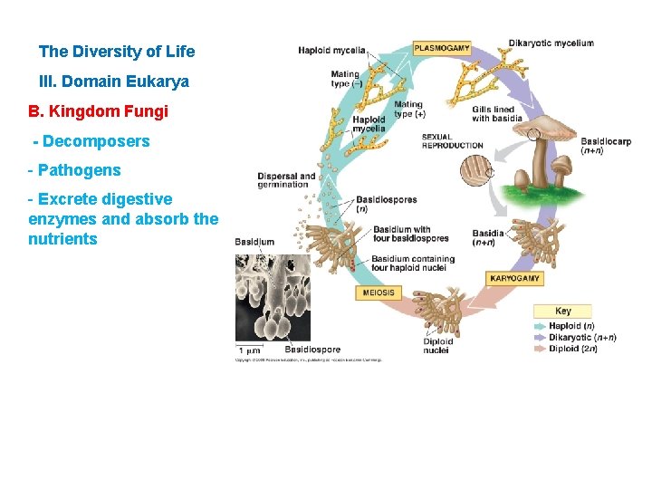 The Diversity of Life III. Domain Eukarya B. Kingdom Fungi - Decomposers - Pathogens