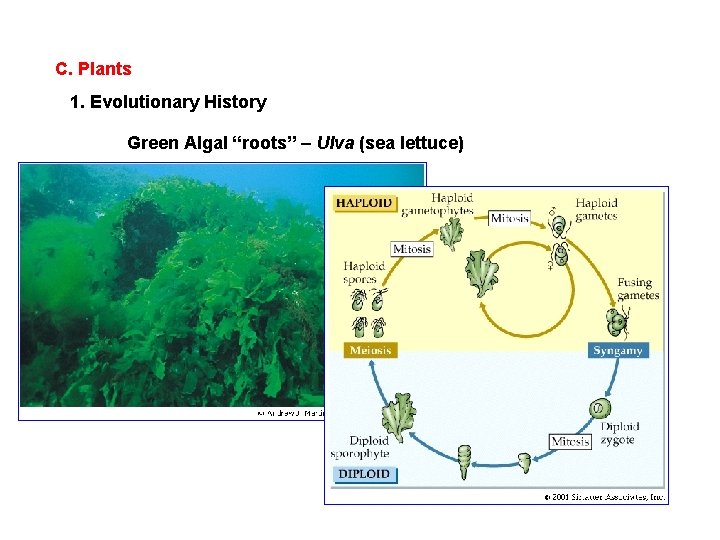 C. Plants 1. Evolutionary History Green Algal “roots” – Ulva (sea lettuce) 