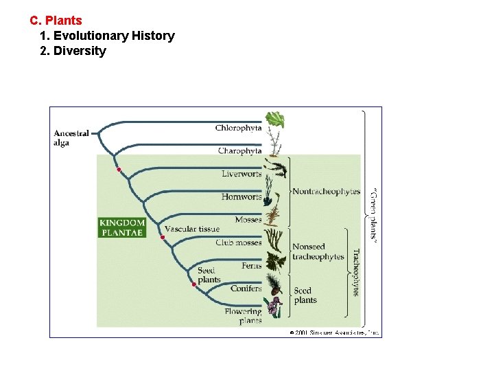 C. Plants 1. Evolutionary History 2. Diversity 