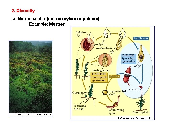 2. Diversity a. Non-Vascular (no true xylem or phloem) Example: Mosses 