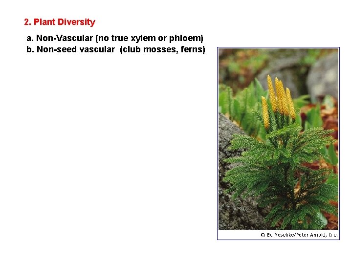 2. Plant Diversity a. Non-Vascular (no true xylem or phloem) b. Non-seed vascular (club