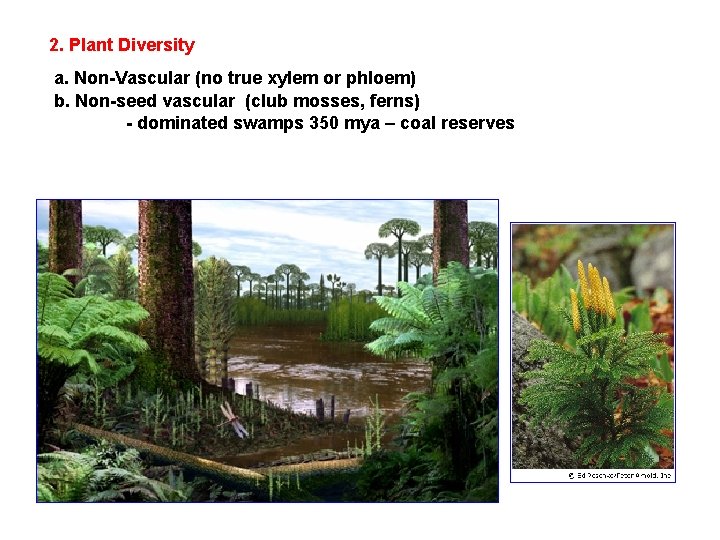 2. Plant Diversity a. Non-Vascular (no true xylem or phloem) b. Non-seed vascular (club