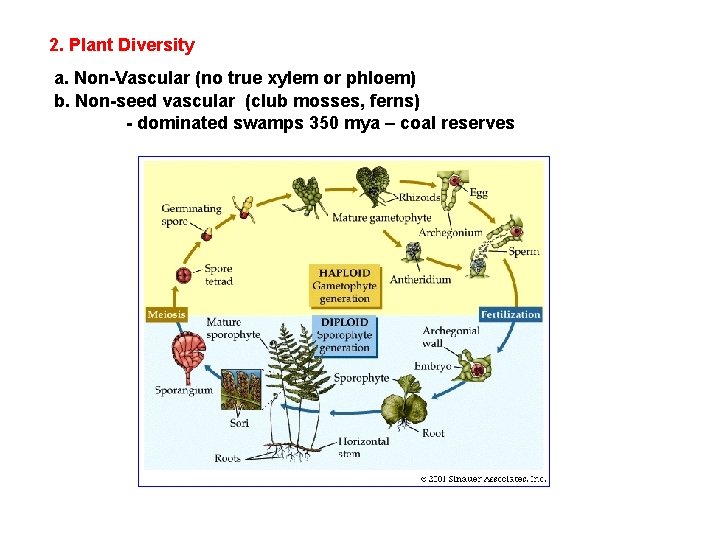 2. Plant Diversity a. Non-Vascular (no true xylem or phloem) b. Non-seed vascular (club