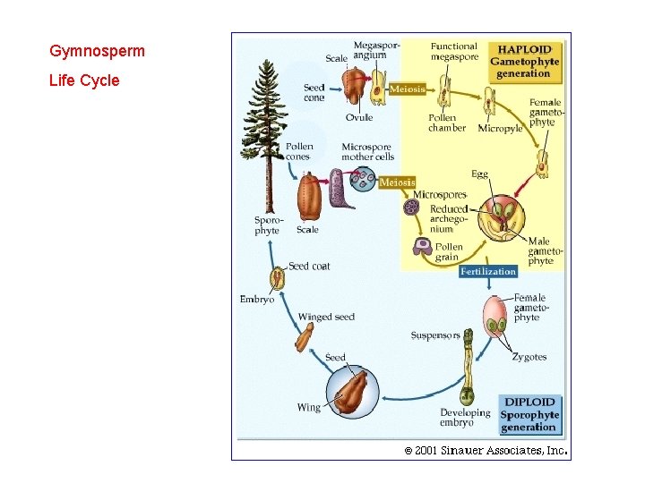 Gymnosperm Life Cycle 