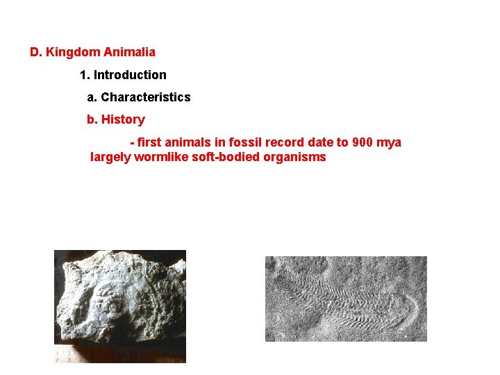 D. Kingdom Animalia 1. Introduction a. Characteristics b. History - first animals in fossil