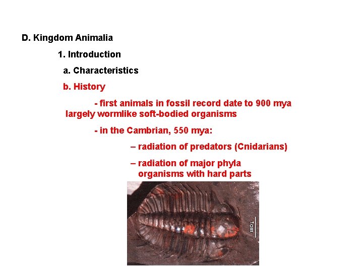 D. Kingdom Animalia 1. Introduction a. Characteristics b. History - first animals in fossil