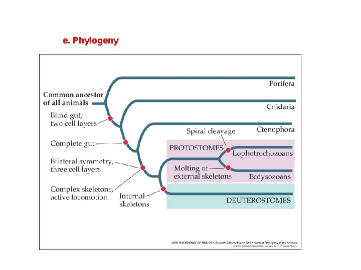 e. Phylogeny 