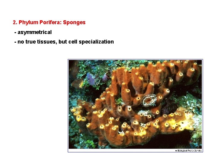 2. Phylum Porifera: Sponges - asymmetrical - no true tissues, but cell specialization 