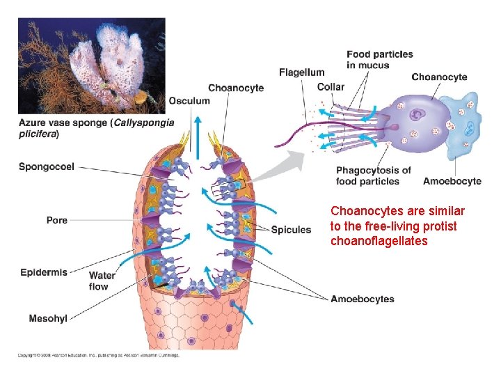 Choanocytes are similar to the free-living protist choanoflagellates 