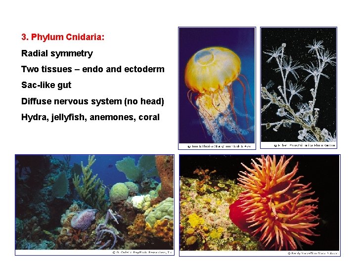 3. Phylum Cnidaria: Radial symmetry Two tissues – endo and ectoderm Sac-like gut Diffuse