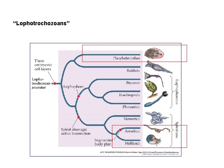 “Lophotrochozoans” 