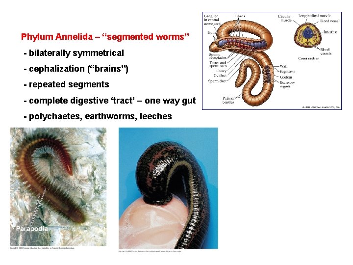 Phylum Annelida – “segmented worms” - bilaterally symmetrical - cephalization (“brains”) - repeated segments