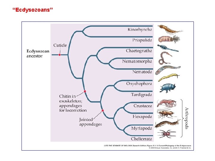 “Ecdysozoans” 