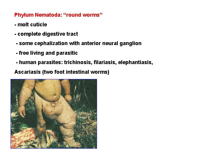 Phylum Nematoda: “round worms” - molt cuticle - complete digestive tract - some cephalization