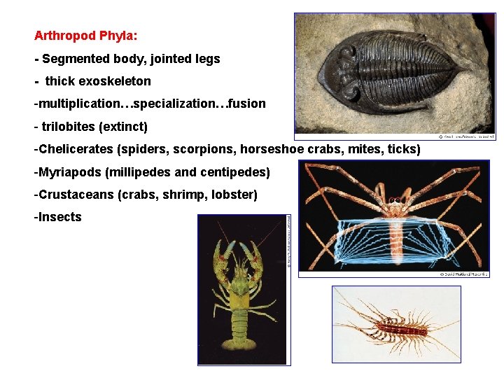 Arthropod Phyla: - Segmented body, jointed legs - thick exoskeleton -multiplication…specialization…fusion - trilobites (extinct)