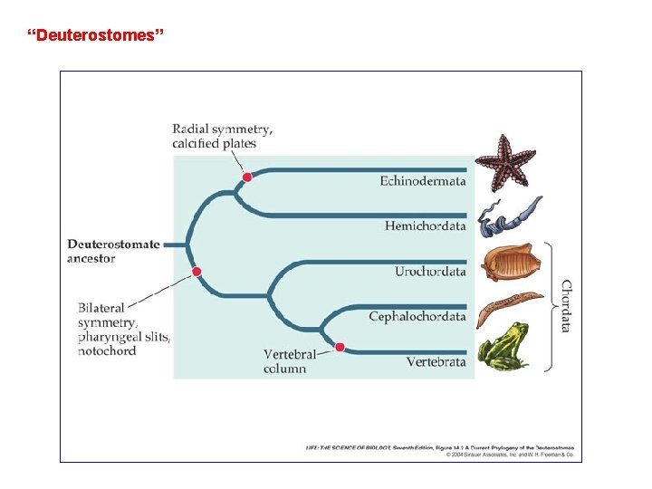 “Deuterostomes” 