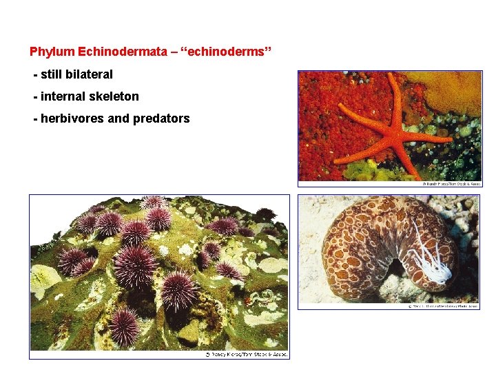 Phylum Echinodermata – “echinoderms” - still bilateral - internal skeleton - herbivores and predators