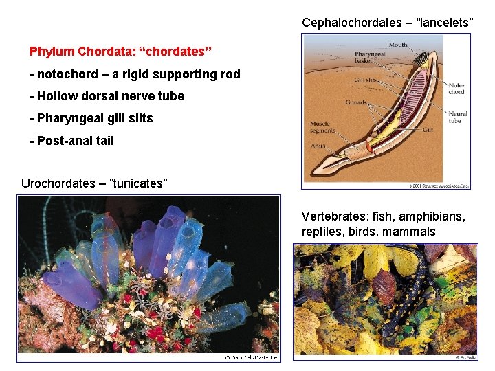 Cephalochordates – “lancelets” Phylum Chordata: “chordates” - notochord – a rigid supporting rod -
