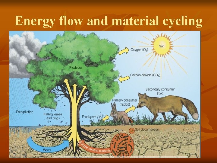 Energy flow and material cycling 