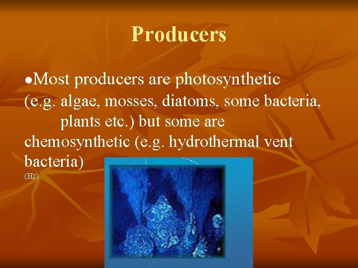 Producers Most producers are photosynthetic (e. g. algae, mosses, diatoms, some bacteria, l plants