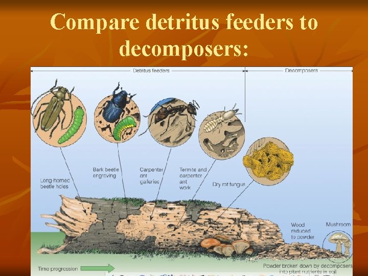 Compare detritus feeders to decomposers: 