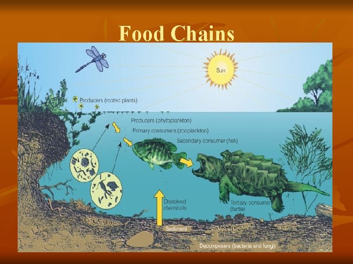 Food Chains 
