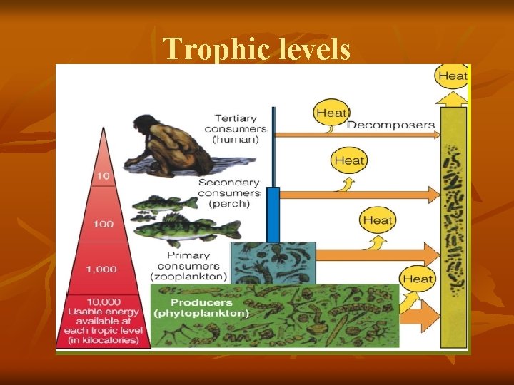 Trophic levels 