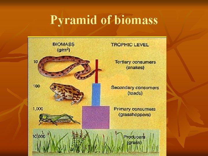 Pyramid of biomass 