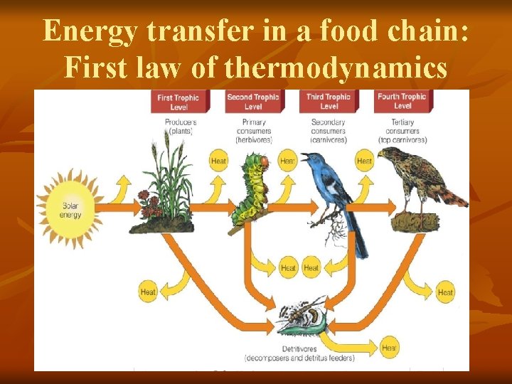 Energy transfer in a food chain: First law of thermodynamics 