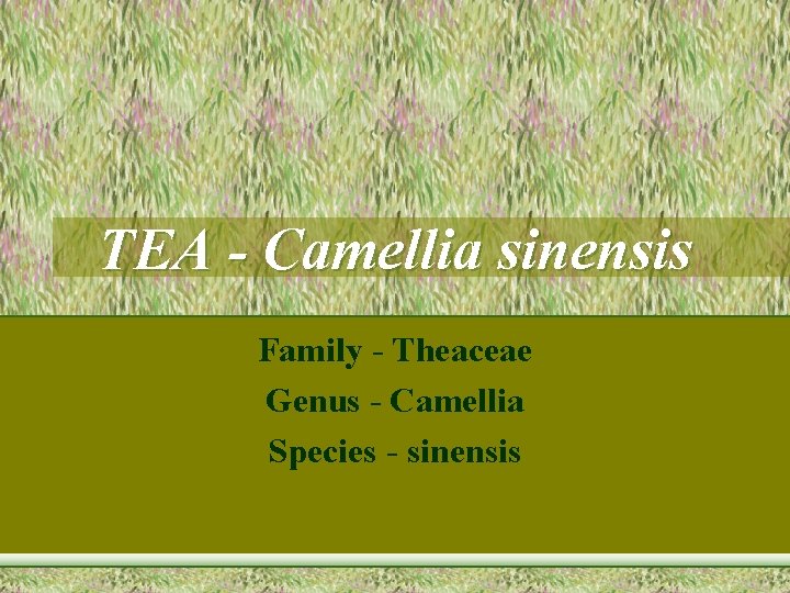 TEA - Camellia sinensis Family - Theaceae Genus - Camellia Species - sinensis 