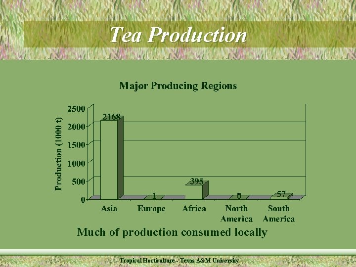 Tea Production Much of production consumed locally Tropical Horticulture - Texas A&M University 